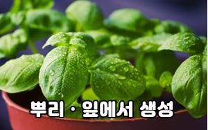 오가닉쇼핑몰
